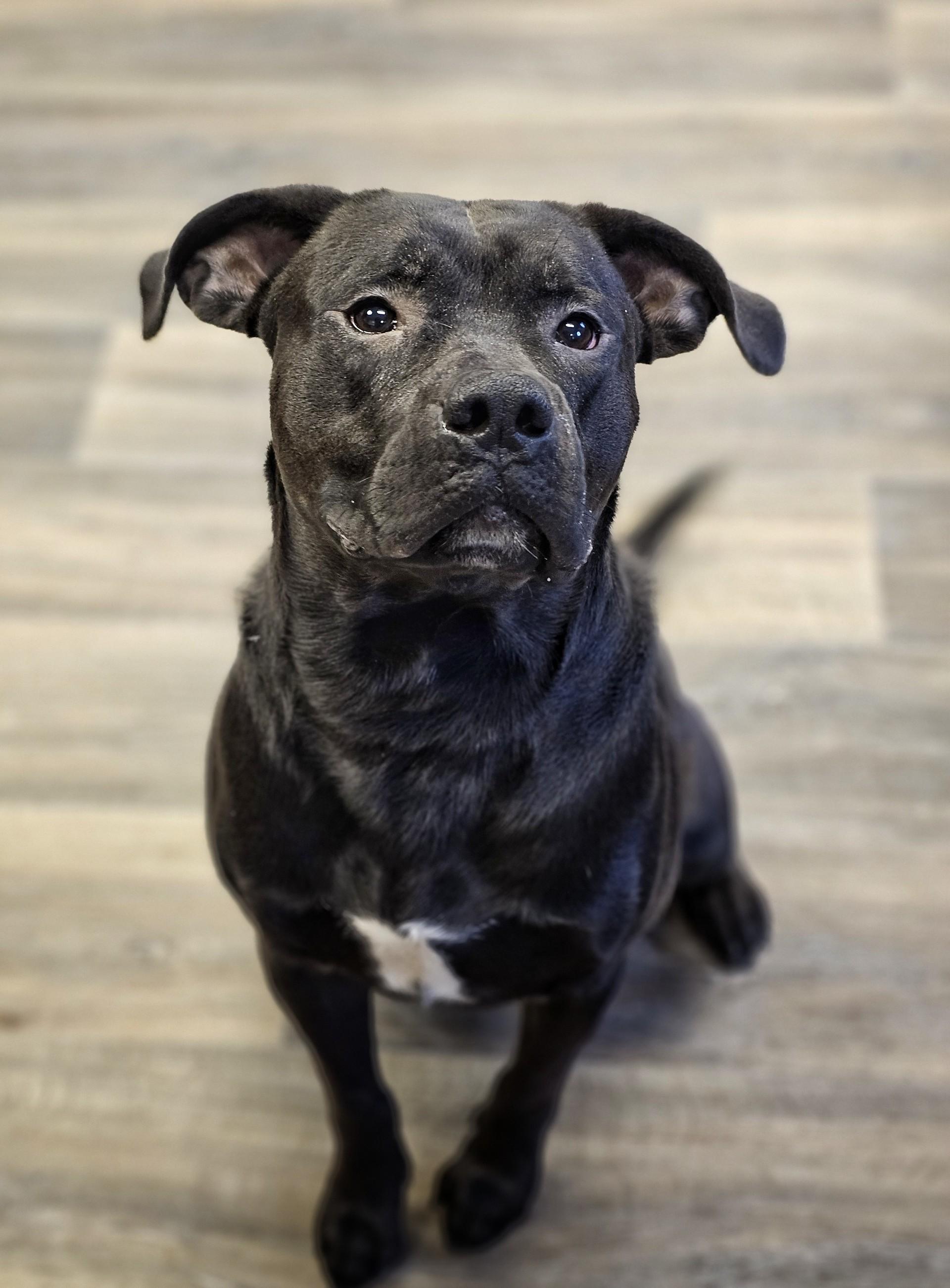 Enlarge Calloway (Prison Dog), a ADOPTABLE mixed breed in Bay City, MI image 3/3