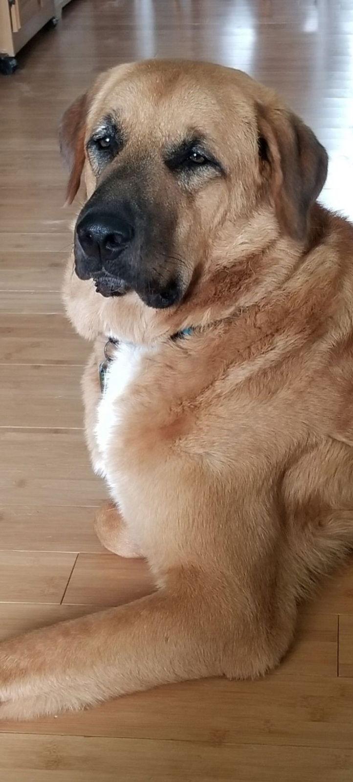 Enlarge Sampson, a Adoptable Anatolian Shepherd in Rocky Point, NC image 2/3