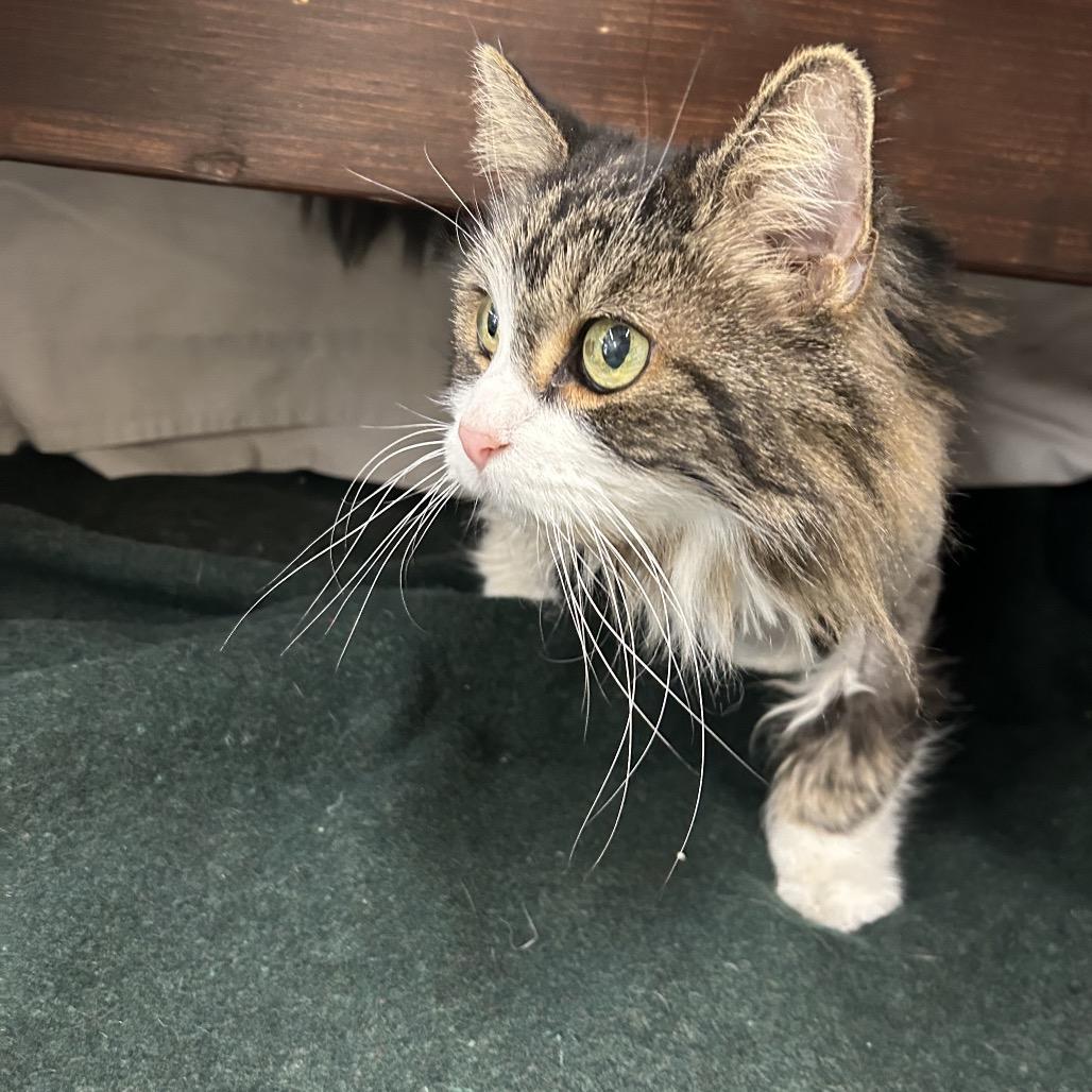 Macy, Adoptable, Senior Female Domestic Medium Hair.