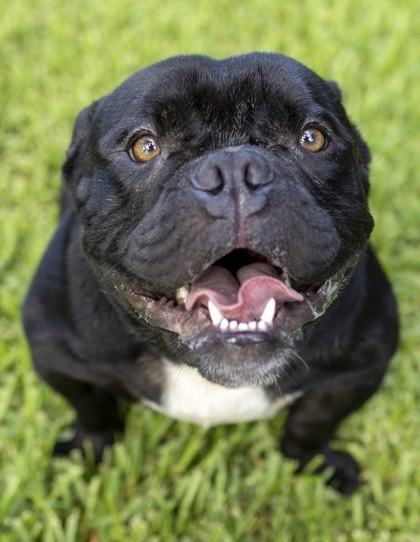 DUKE, a Adopted mixed breed in Bonney Lake, WA image 1/3