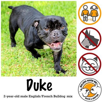 DUKE, a Adopted mixed breed in Bonney Lake, WA image 2/3