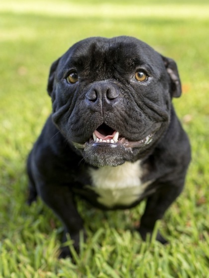 DUKE, a Adopted mixed breed in Bonney Lake, WA image 3/3