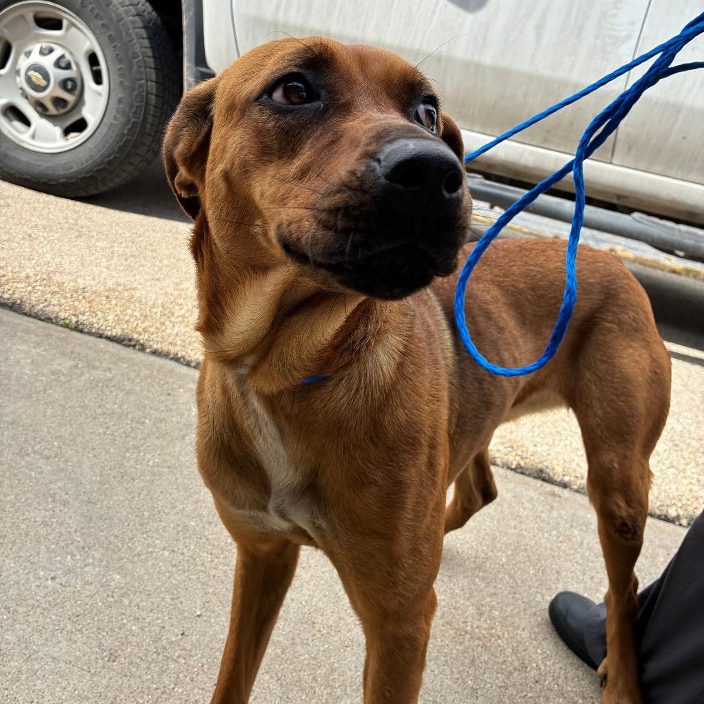 Enlarge Briar Rose, a Adoptable mixed breed in Bryan, TX image 1/3