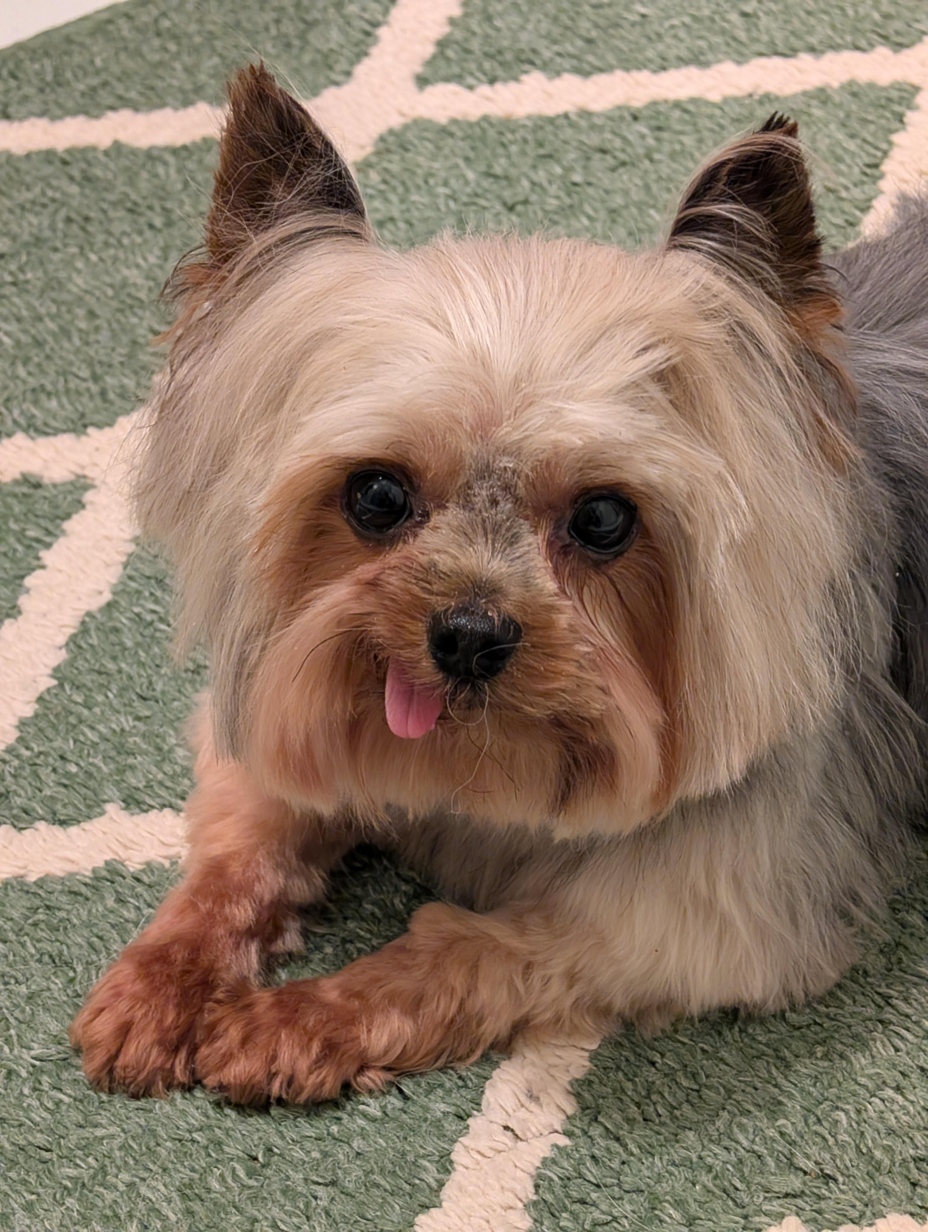 Enlarge Chase, a ADOPTABLE Yorkshire Terrier in Greensboro, NC image 6/6