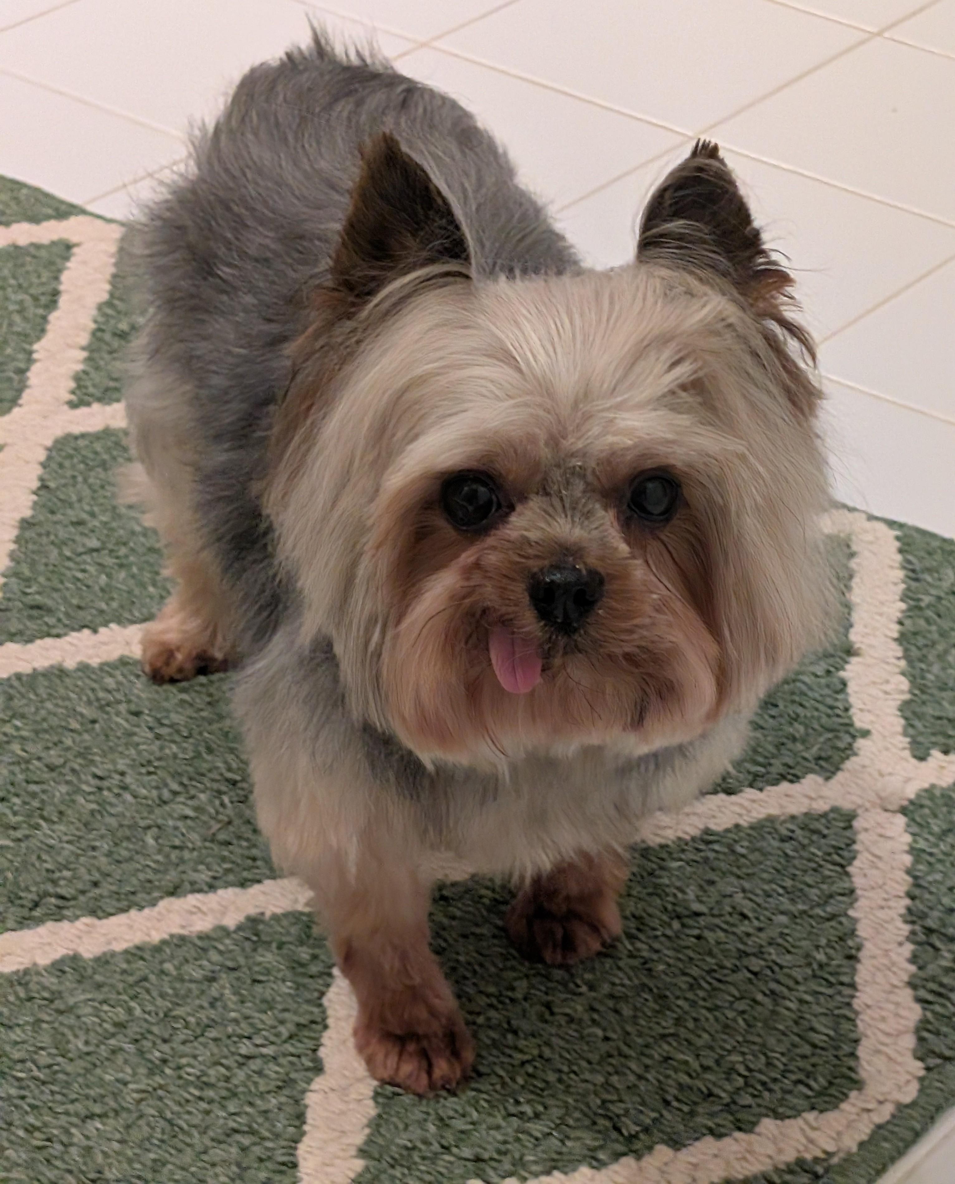 Enlarge Chase, a ADOPTABLE Yorkshire Terrier in Greensboro, NC image 5/6