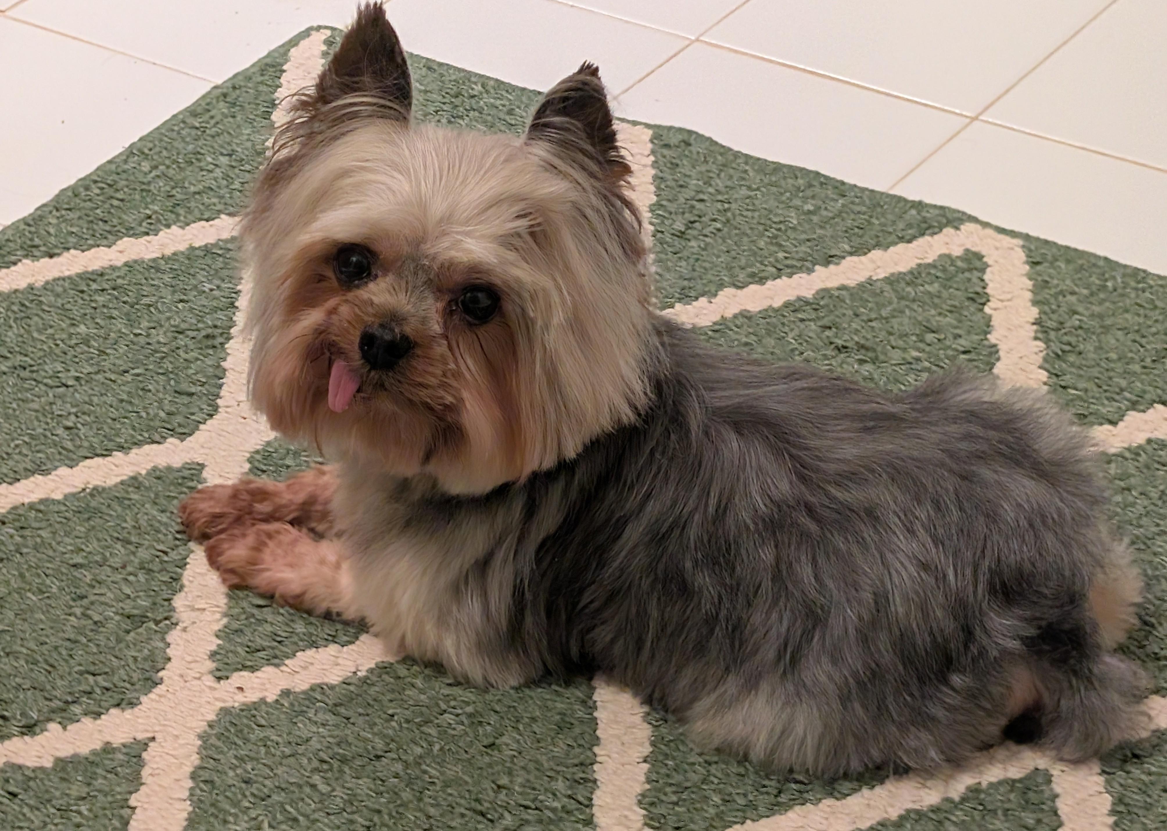 Enlarge Chase, a ADOPTABLE Yorkshire Terrier in Greensboro, NC image 4/6