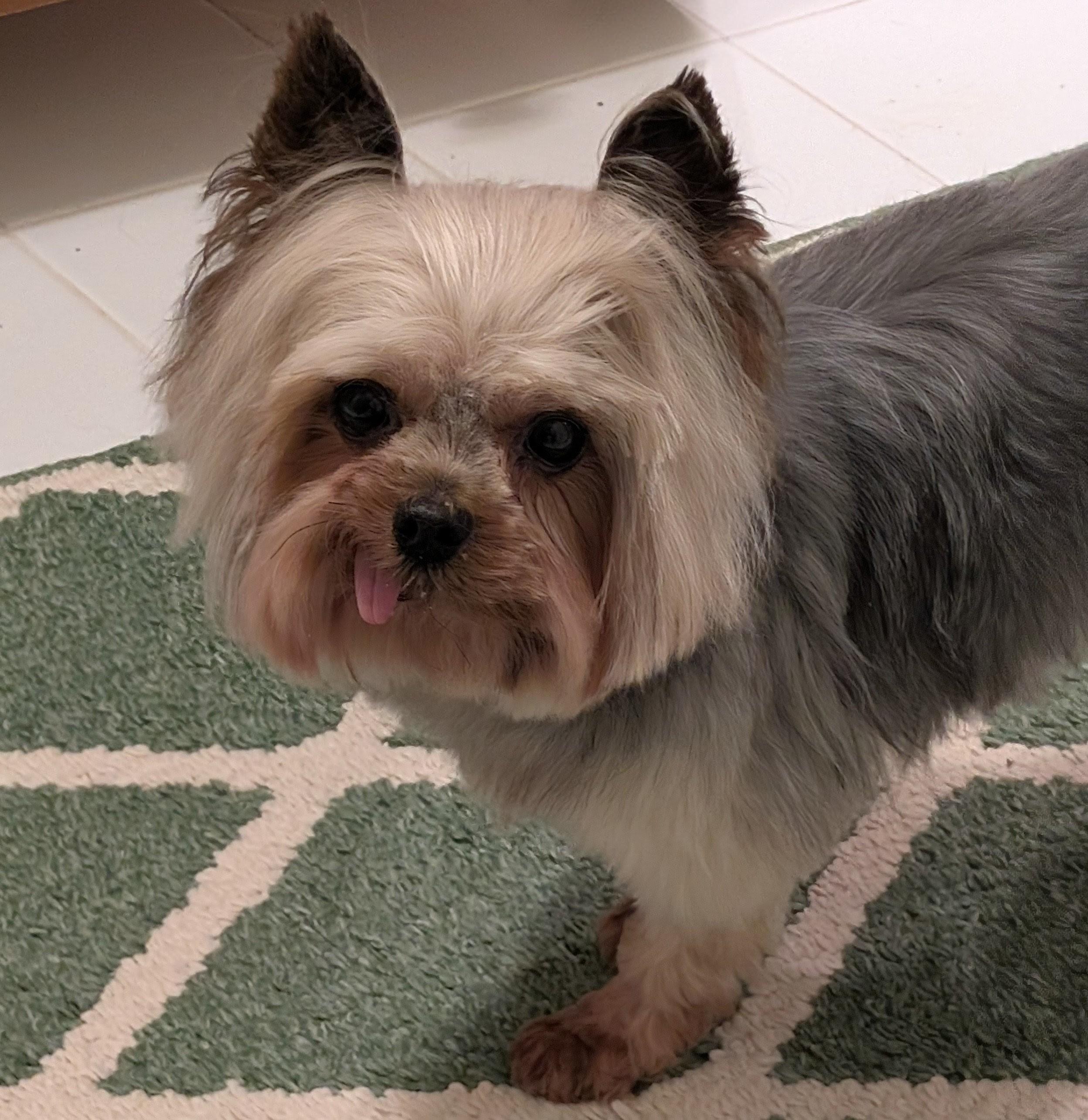 Enlarge Chase, a ADOPTABLE Yorkshire Terrier in Greensboro, NC image 2/6