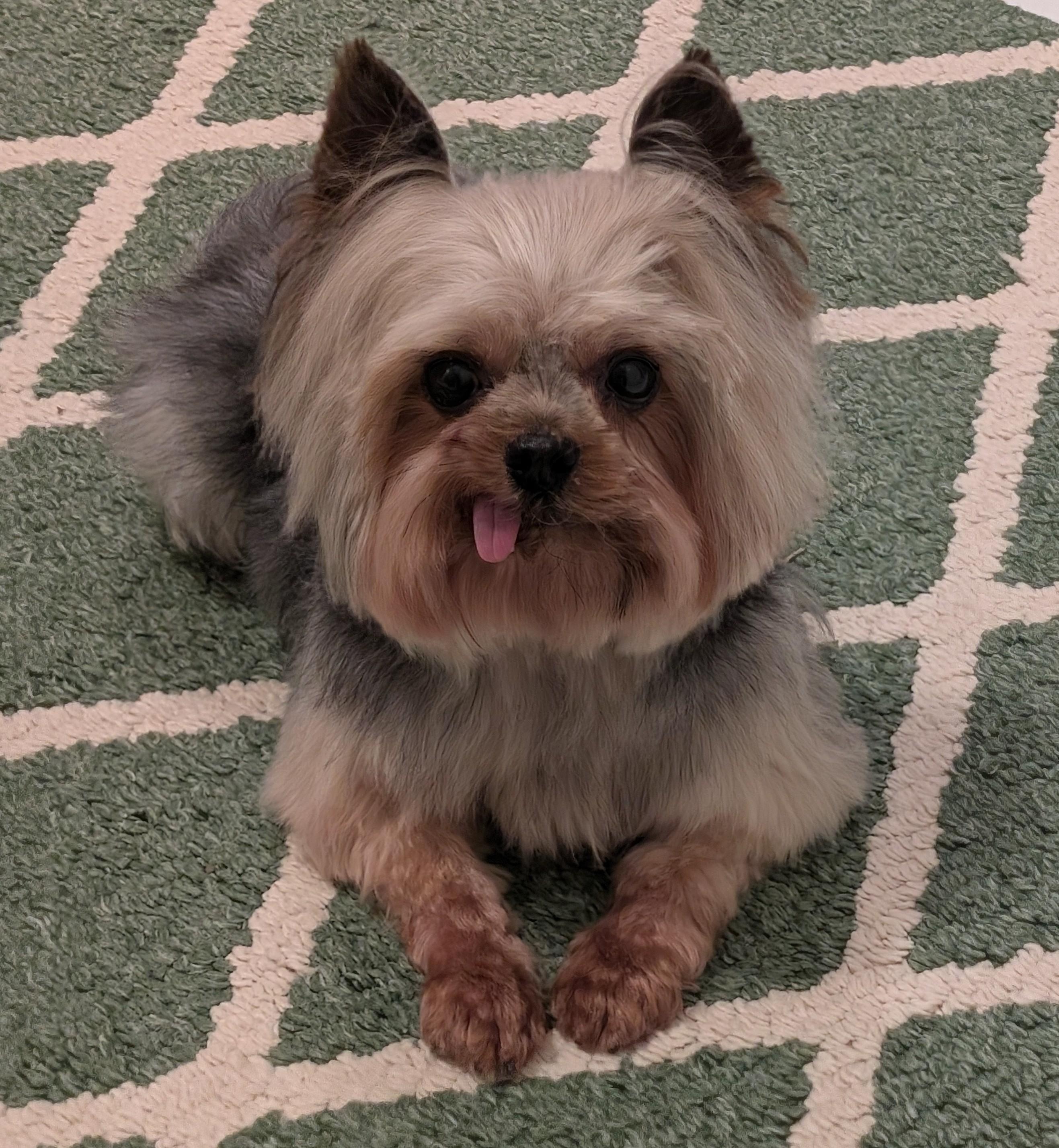 Chase, ADOPTABLE, Adult Male Yorkshire Terrier.