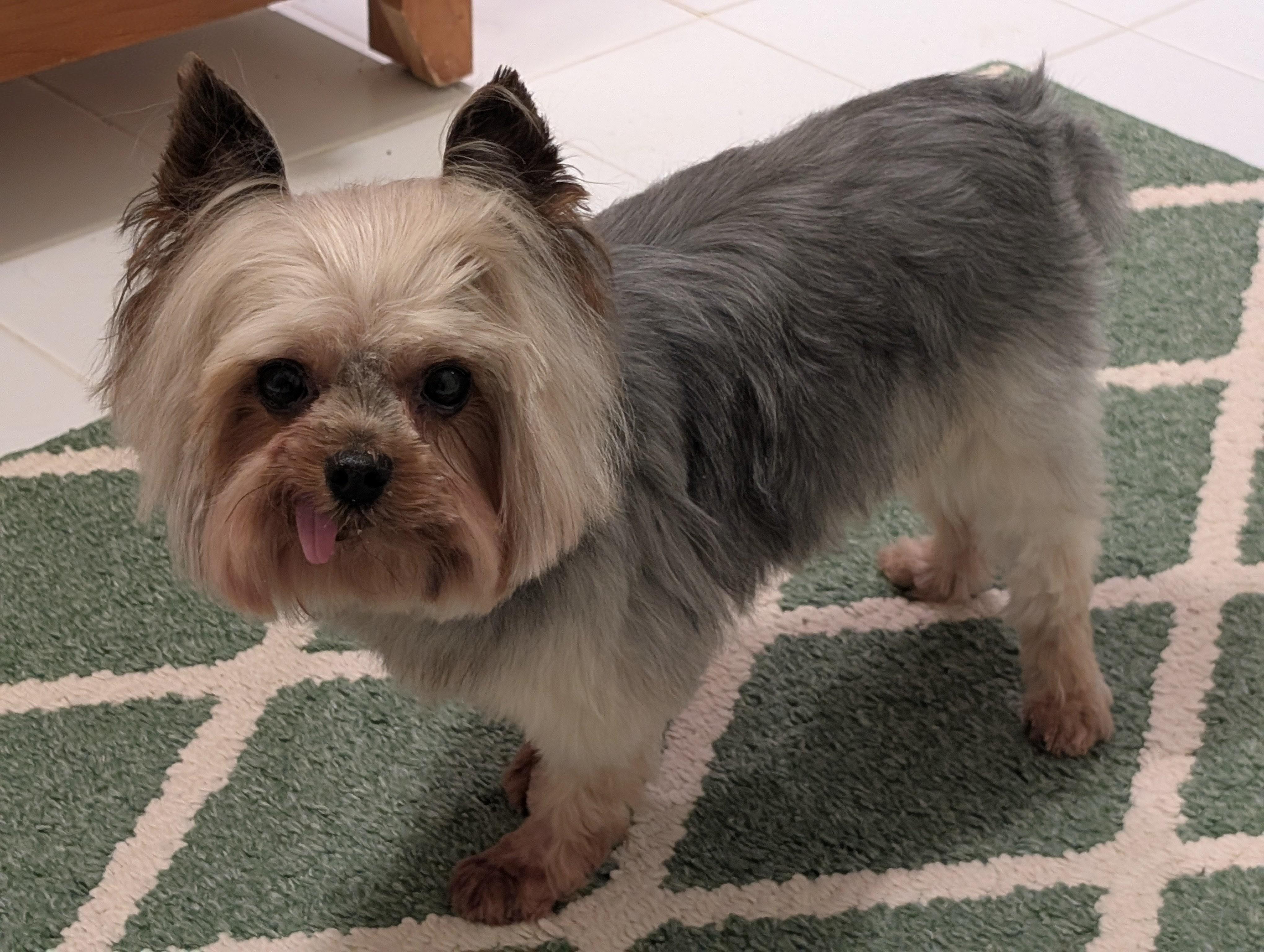 Enlarge Chase, a ADOPTABLE Yorkshire Terrier in Greensboro, NC image 3/6
