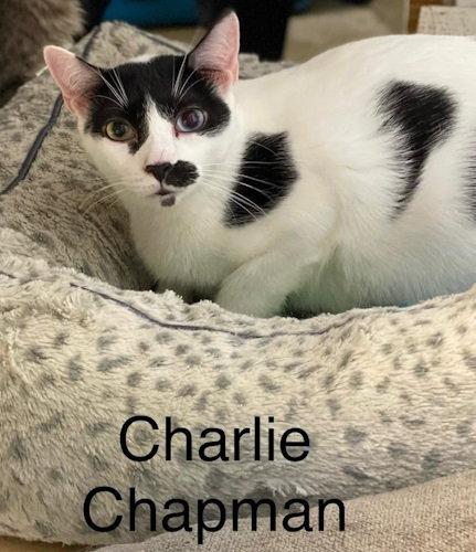 Enlarge Charlie Chapman - Cat room, a Adoptable Domestic Short Hair in Oakland Park, FL image 2/3