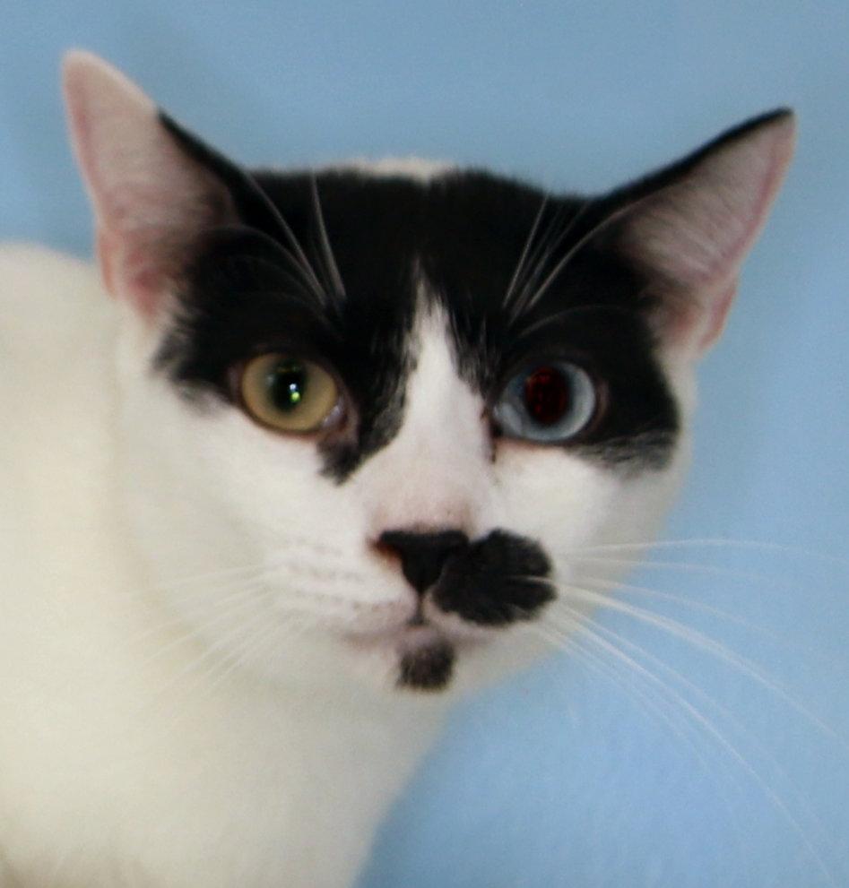 Enlarge Charlie Chapman - Cat room, a Adoptable Domestic Short Hair in Oakland Park, FL image 3/3
