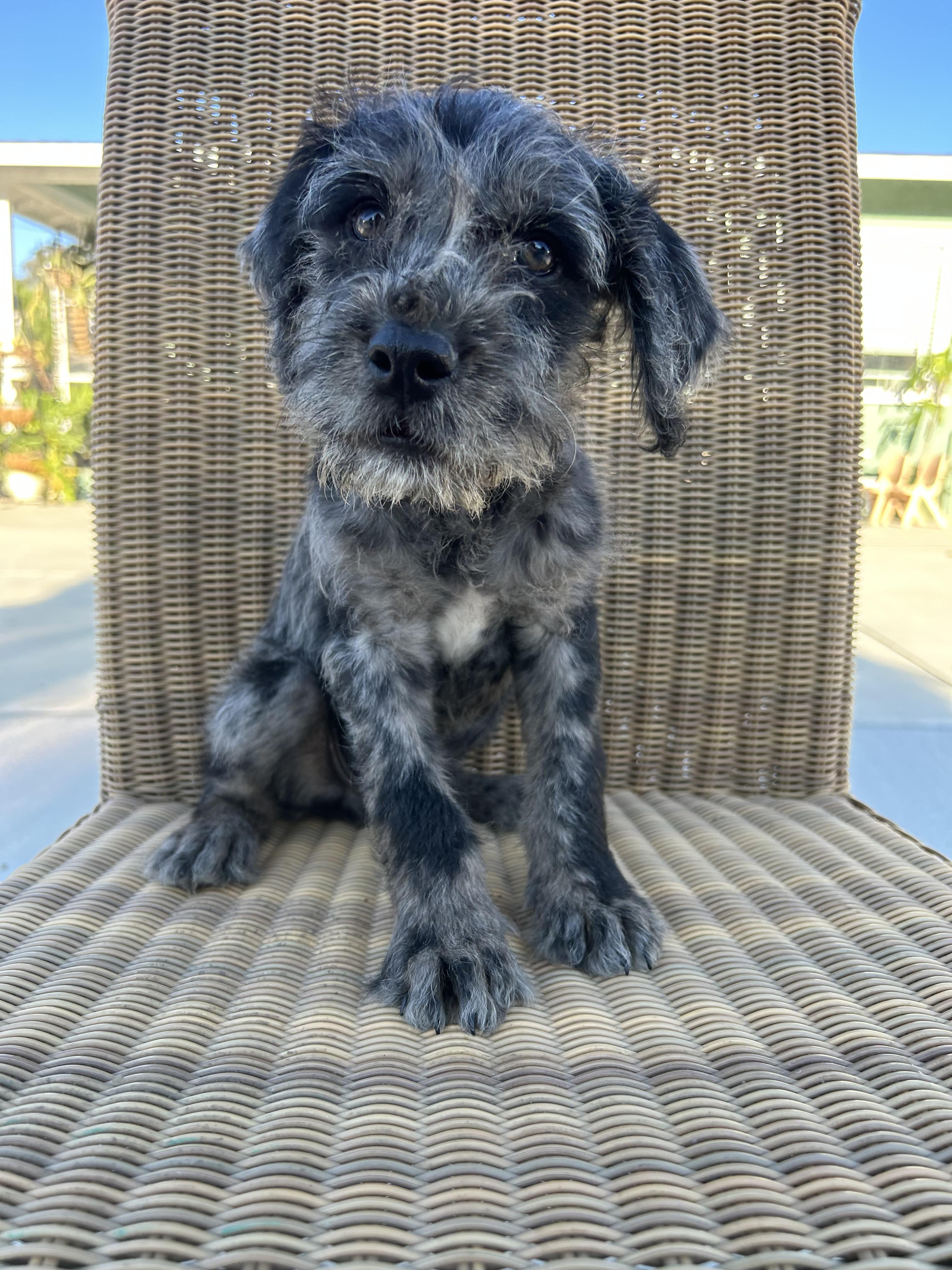 Birch, an adoptable Goldendoodle, English Bulldog in Corona, CA, 92881 | Photo Image 1