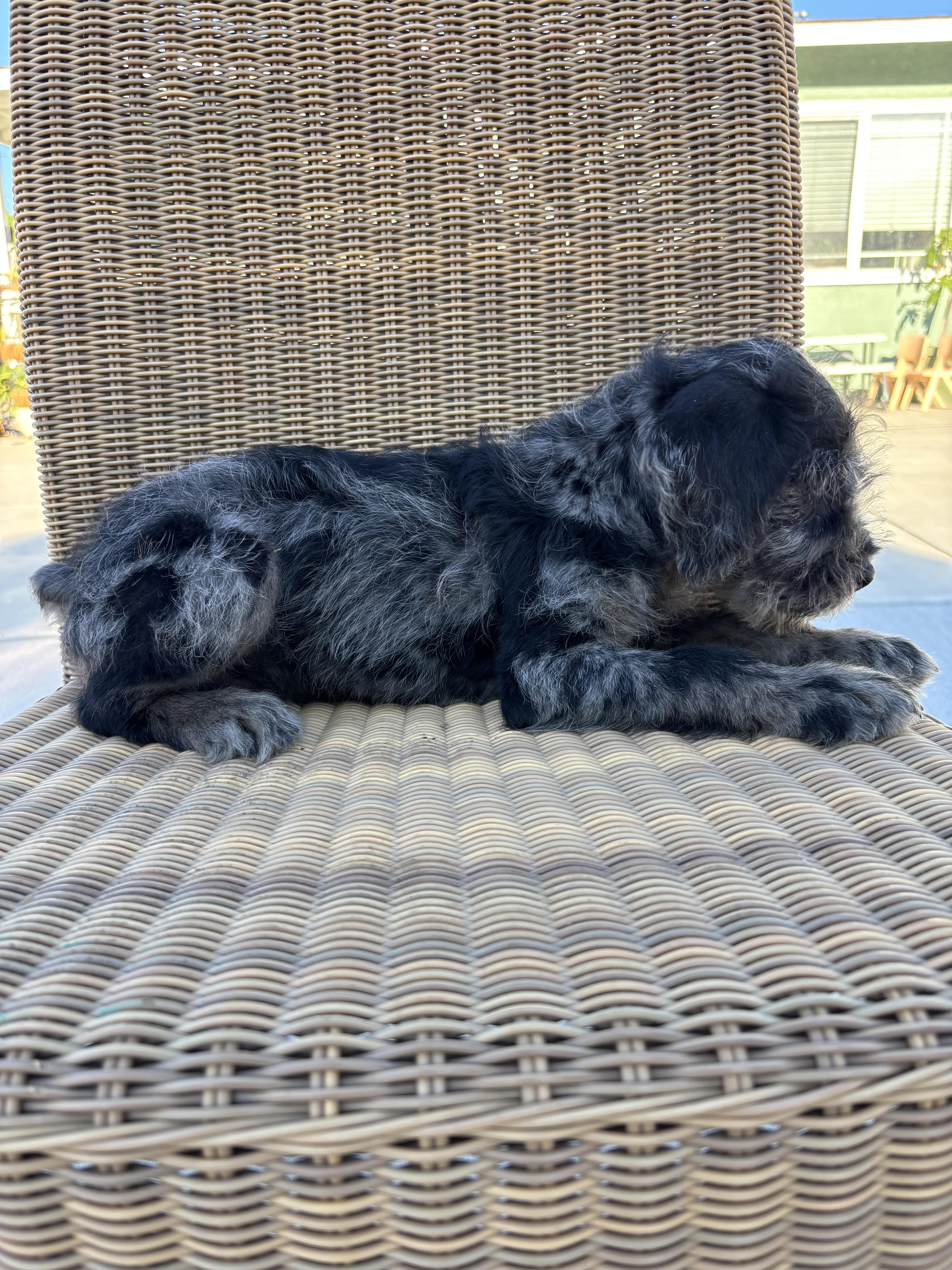 Birch, an adoptable Goldendoodle, English Bulldog in Corona, CA, 92881 | Photo Image 6