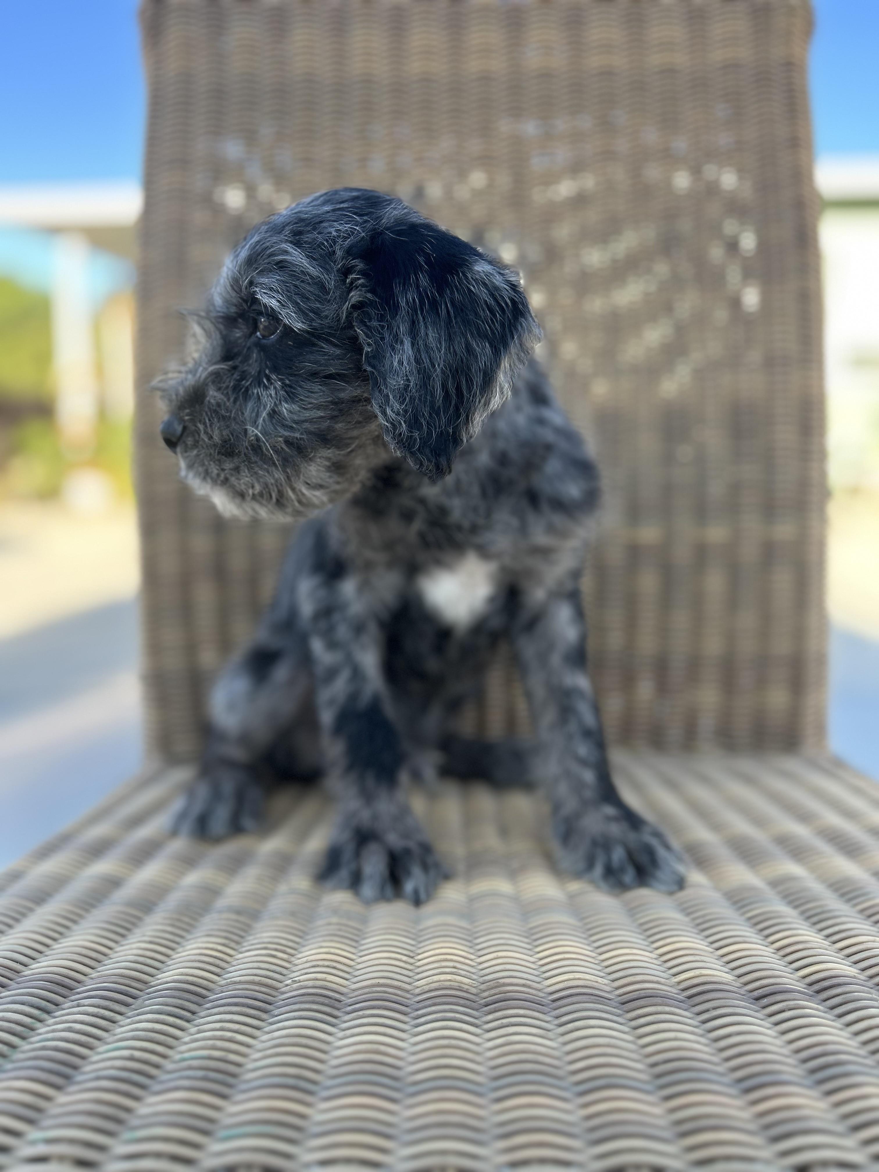 Birch, an adoptable Goldendoodle, English Bulldog in Corona, CA, 92881 | Photo Image 5