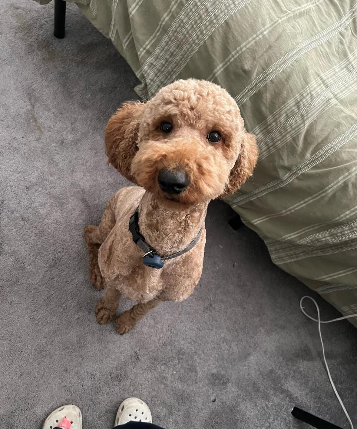 Birch, an adoptable Goldendoodle, English Bulldog in Corona, CA, 92881 | Photo Image 3