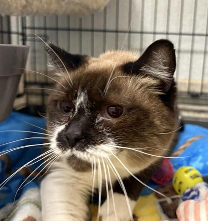 Cream Puff, a Adoptable mixed breed in Lebec, CA image 1/3