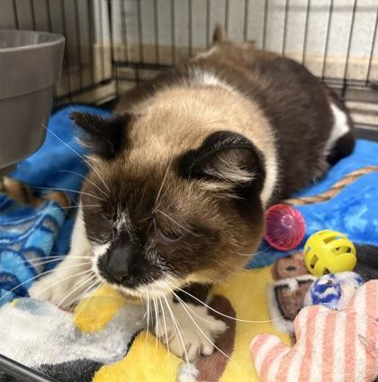 Cream Puff, a Adoptable mixed breed in Lebec, CA image 2/3