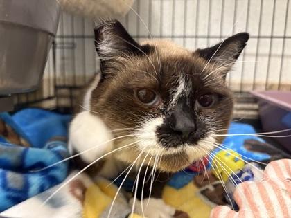 Cream Puff, Adoptable, Senior Female Burmese & Domestic Short Hair.