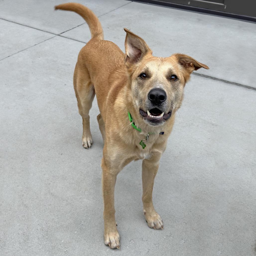 Enlarge Wayne, a Adoptable Mixed Breed in Hailey, ID image 1/4
