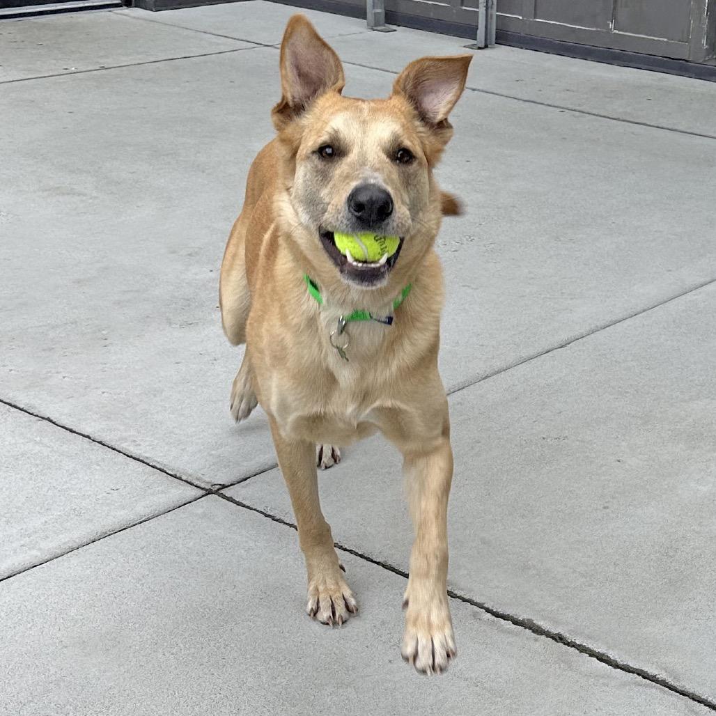 Enlarge Wayne, a Adoptable Mixed Breed in Hailey, ID image 2/4