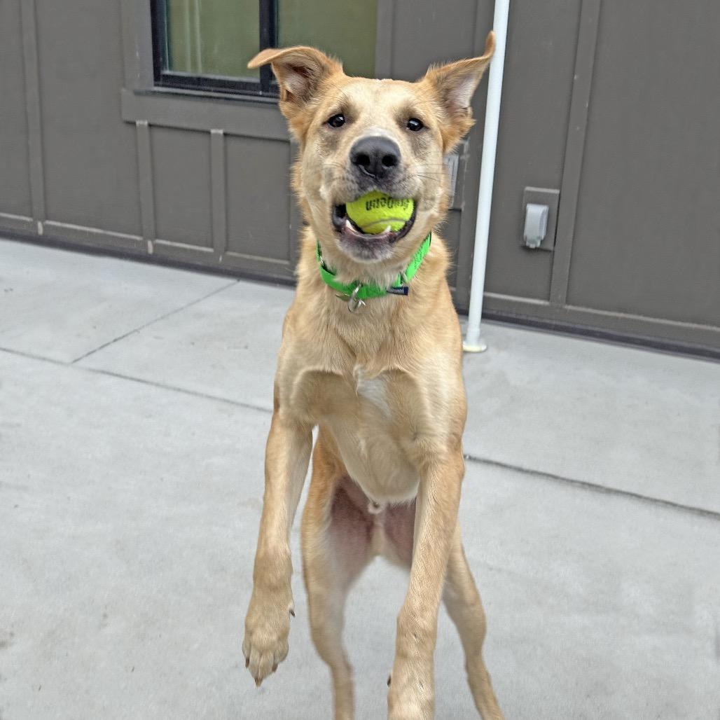 Enlarge Wayne, a Adoptable Mixed Breed in Hailey, ID image 3/4