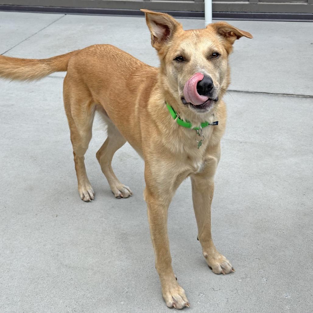 Enlarge Wayne, a Adoptable Mixed Breed in Hailey, ID image 4/4