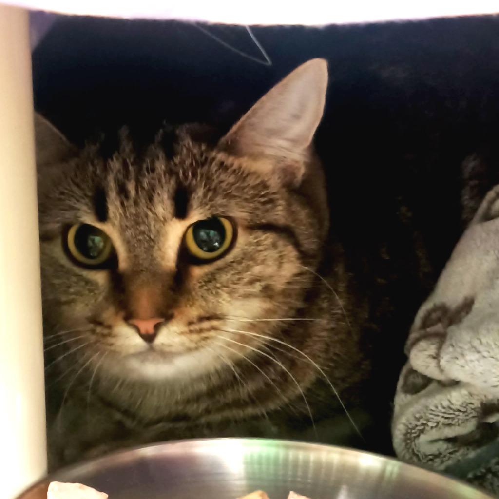 Ozzy, Adoptable, Young Female Domestic Long Hair.