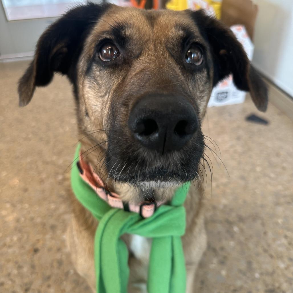 Tania, Adoptable, Adult Female Shepherd.