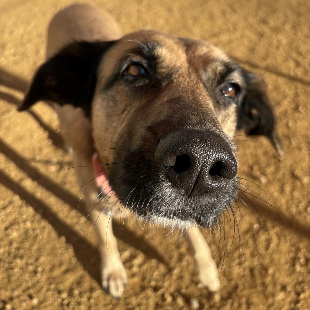 Enlarge Tania, a Adoptable Shepherd in Bentonville, AR image 1/5