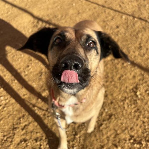 Enlarge Tania, a Adoptable Shepherd in Bentonville, AR image 2/5