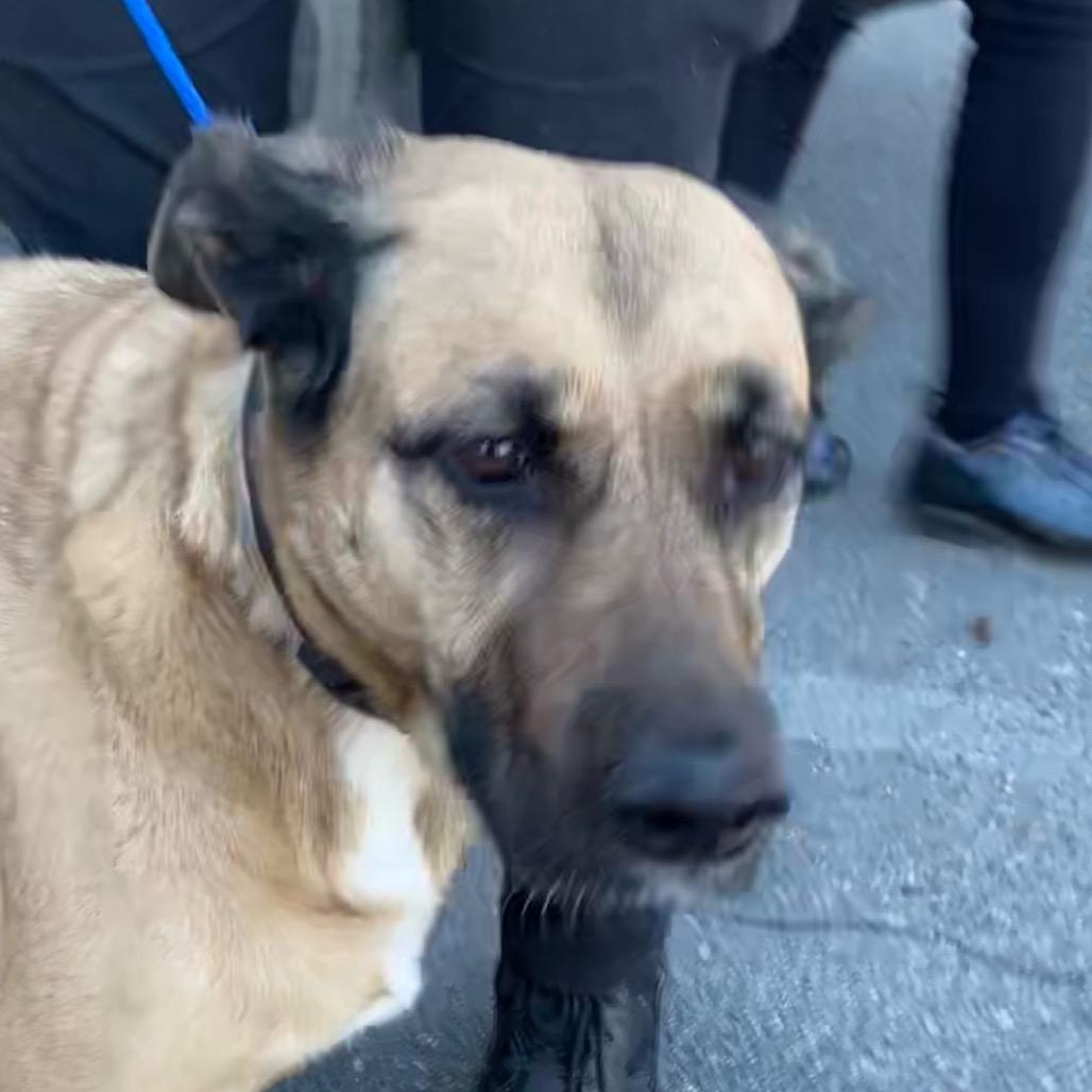 Enlarge Tania, a Adoptable Shepherd in Bentonville, AR image 3/5