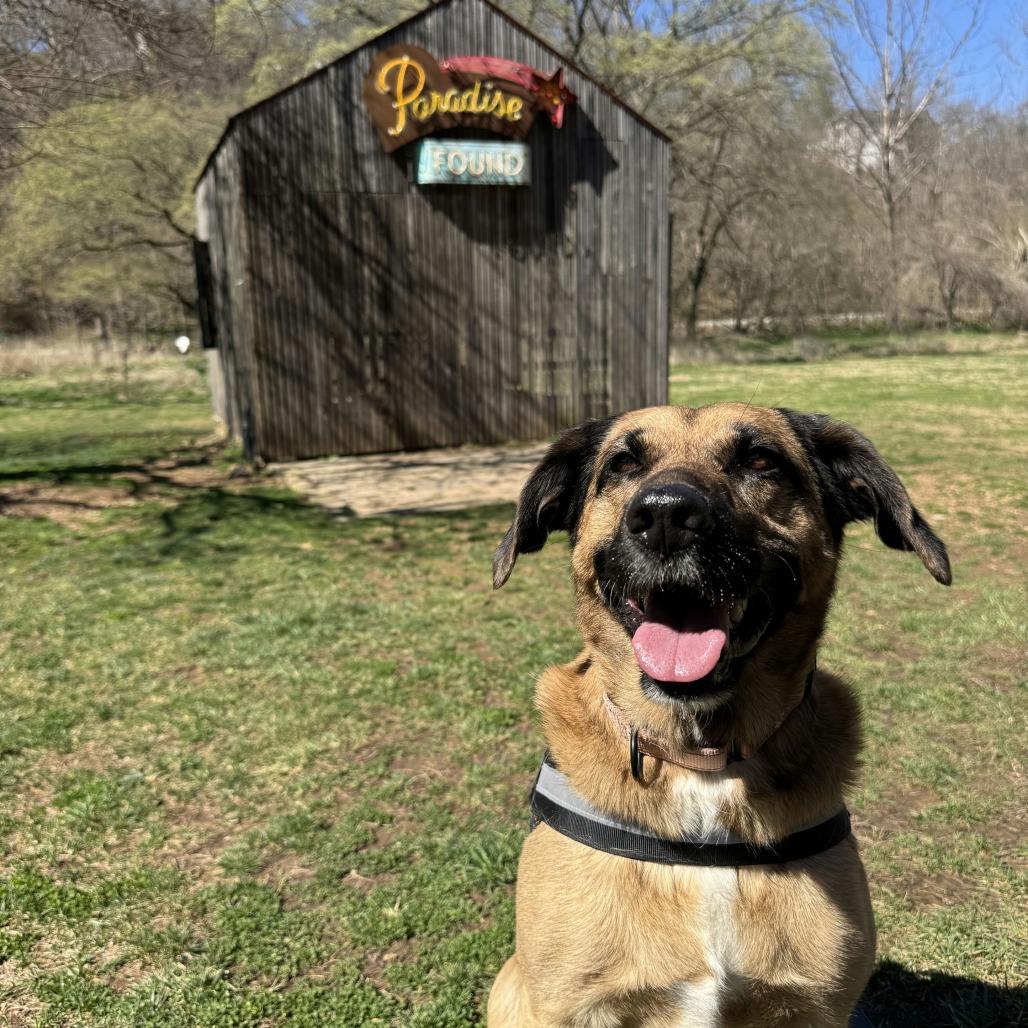 Tanya, a Adoptable Shepherd in Bentonville, AR image 3/6