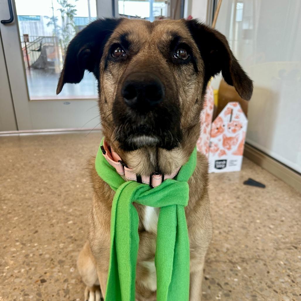 Enlarge Tanya, a Adoptable Shepherd in Bentonville, AR image 4/6