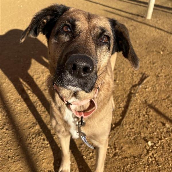 Enlarge Tania, a Adoptable Shepherd in Bentonville, AR image 5/5