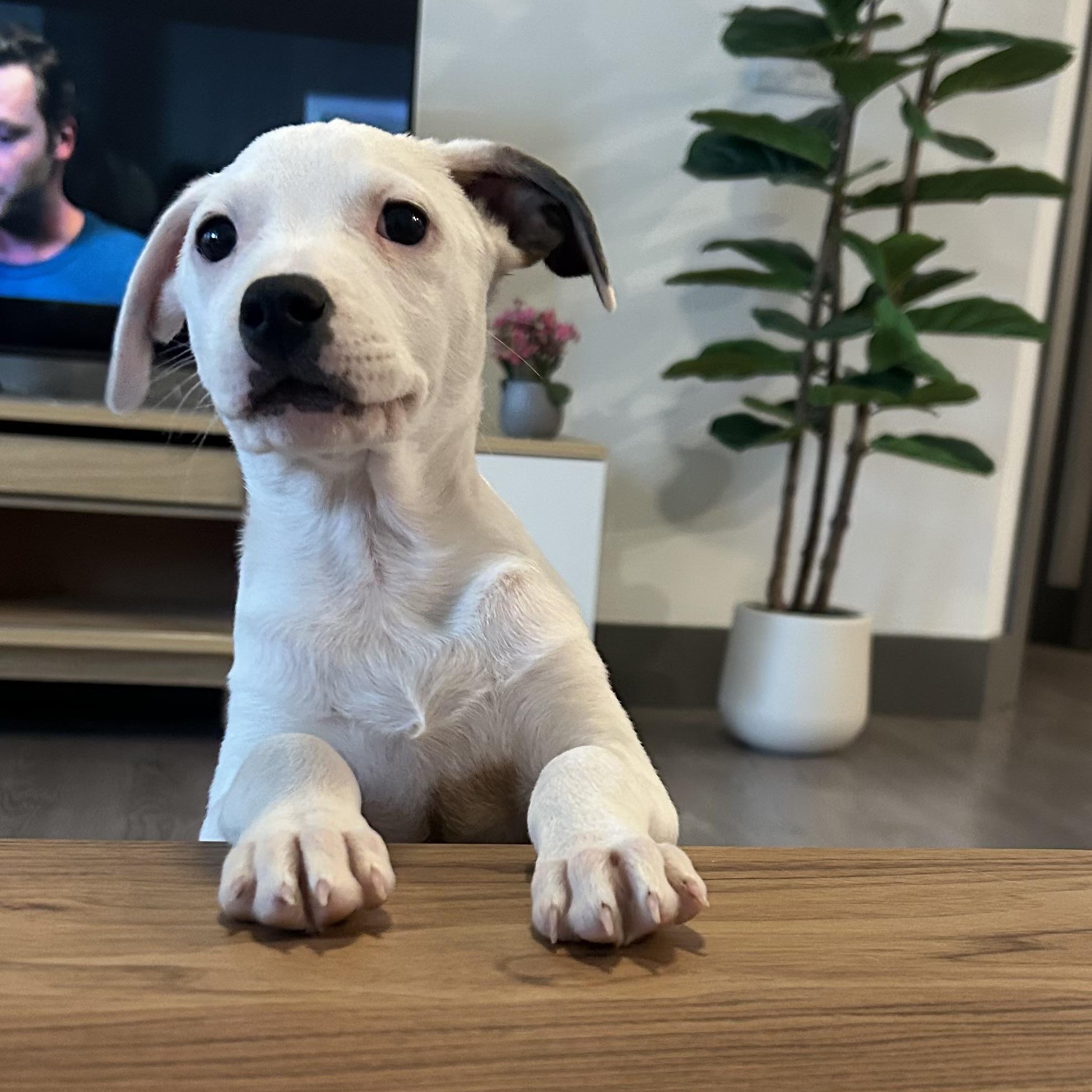 Atlas, Adoptable, Puppy Male Hound & American Bulldog.