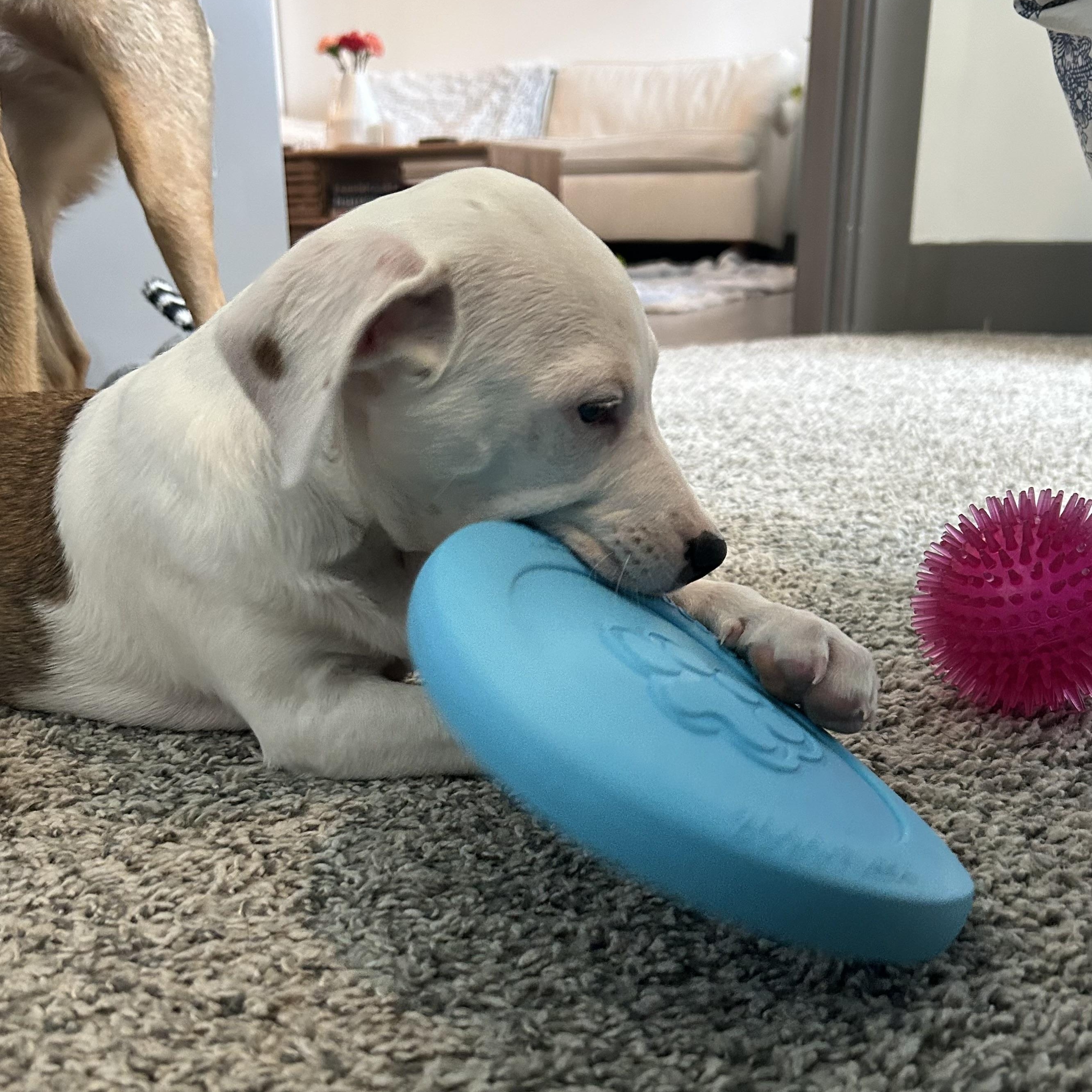 Enlarge Atlas, a Adoptable mixed breed in Brentwood, TN image 2/5