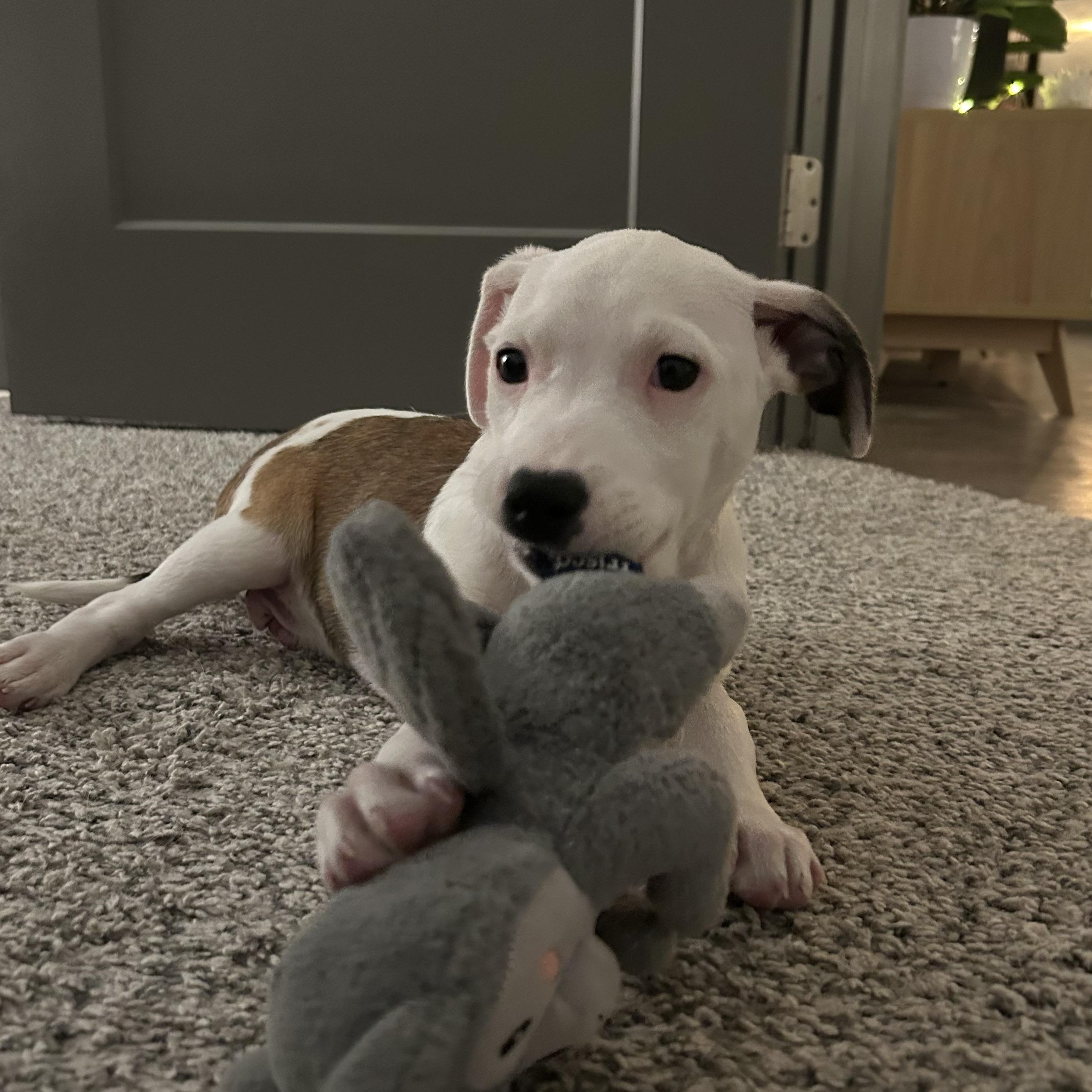 Enlarge Atlas, a Adoptable mixed breed in Brentwood, TN image 3/5