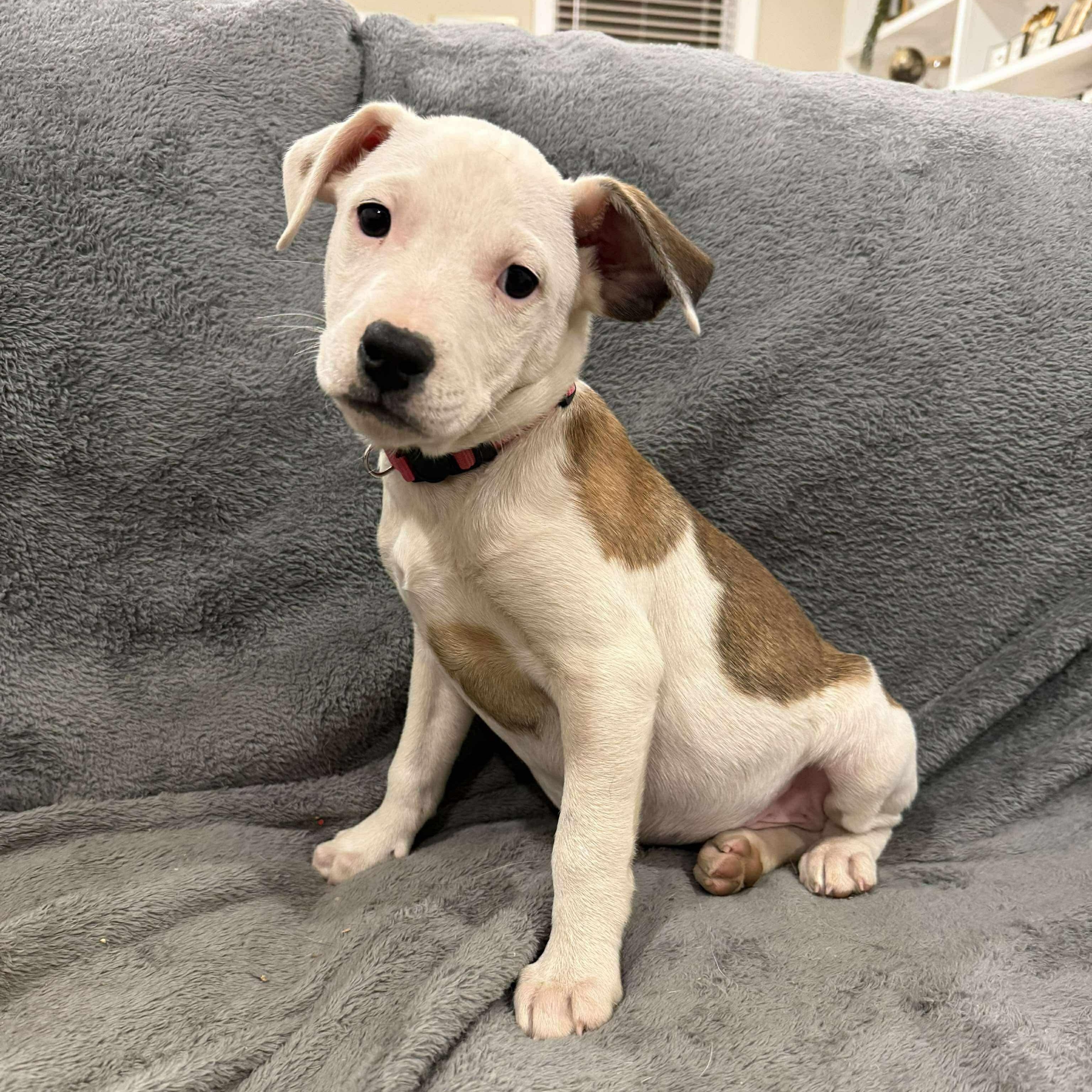 Enlarge Atlas, a Adoptable mixed breed in Brentwood, TN image 4/5