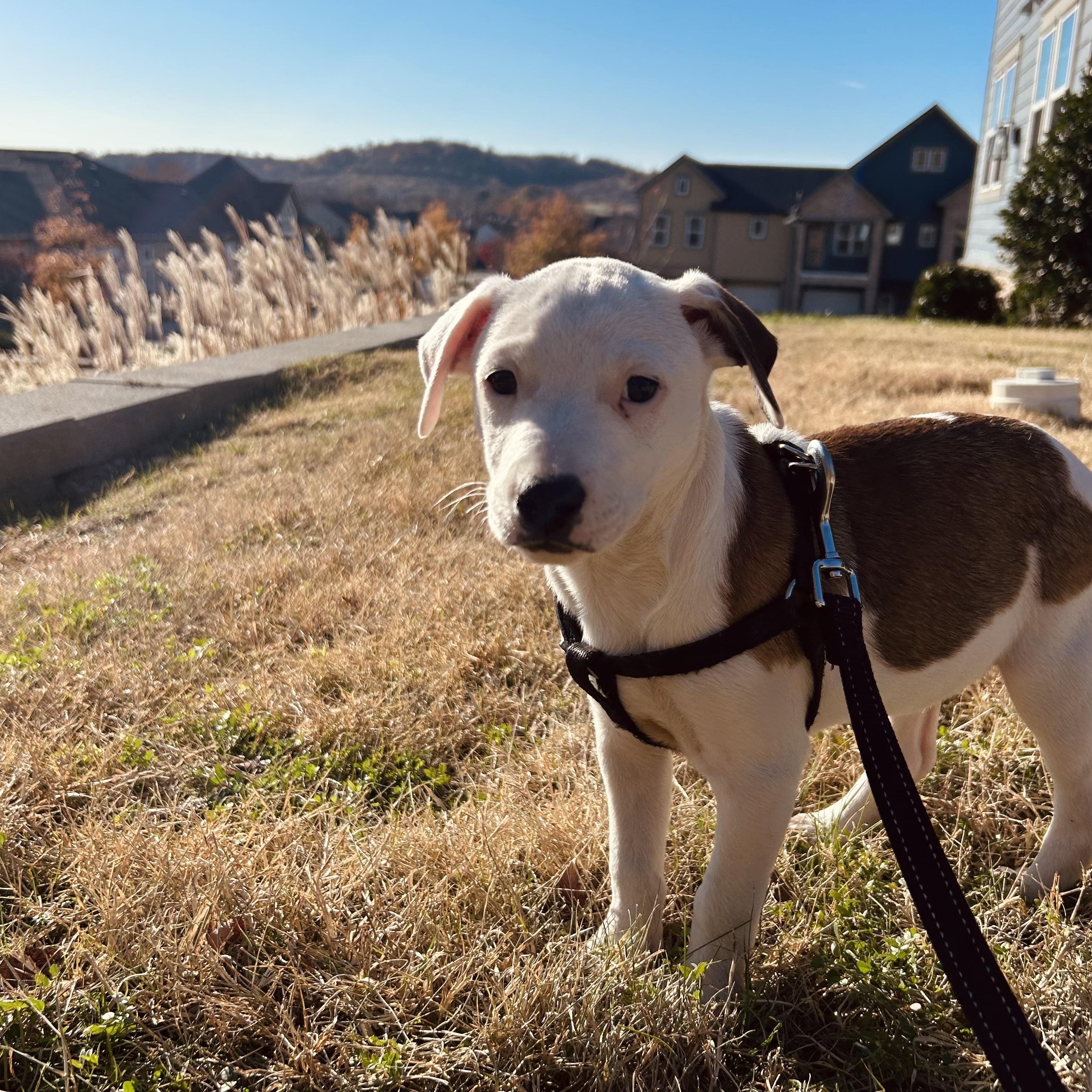 Enlarge Atlas, a Adoptable mixed breed in Brentwood, TN image 5/5