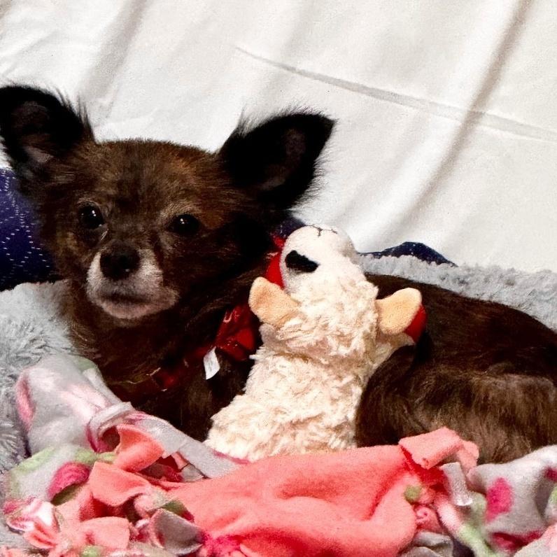 Twyla, Adoptable, Adult Female Chihuahua.