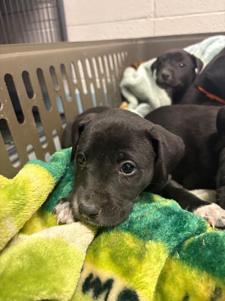 Enlarge Sansa Stark, a Adoptable mixed breed in Rock Springs, WY image 1/2