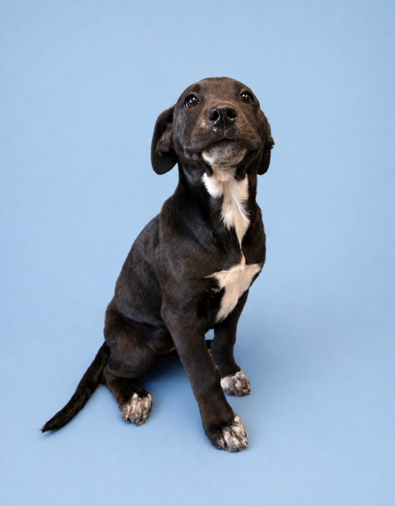 Enlarge Sansa Stark, a Adoptable mixed breed in Rock Springs, WY image 2/2