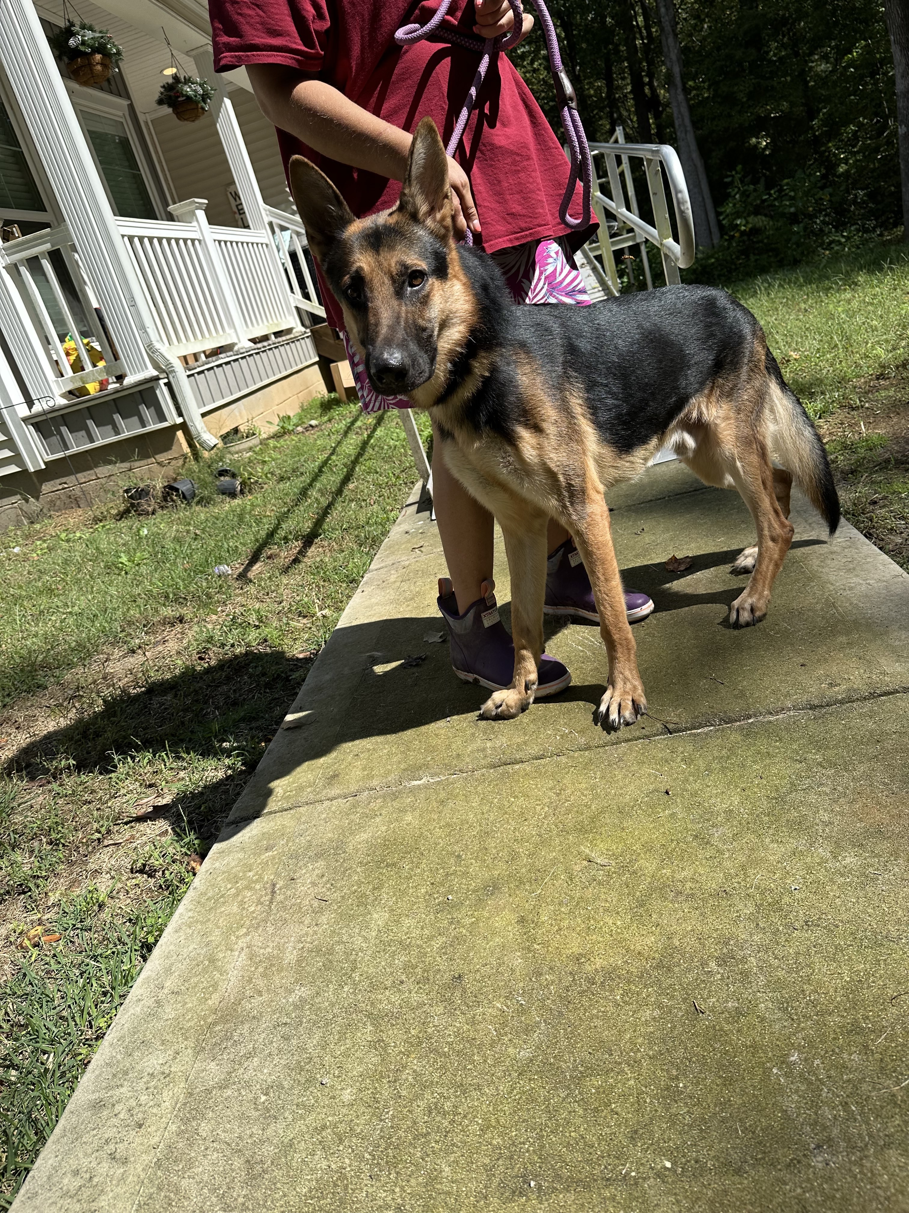 Johnny- an affectionate family man!, Adoptable, Young Male German Shepherd Dog.