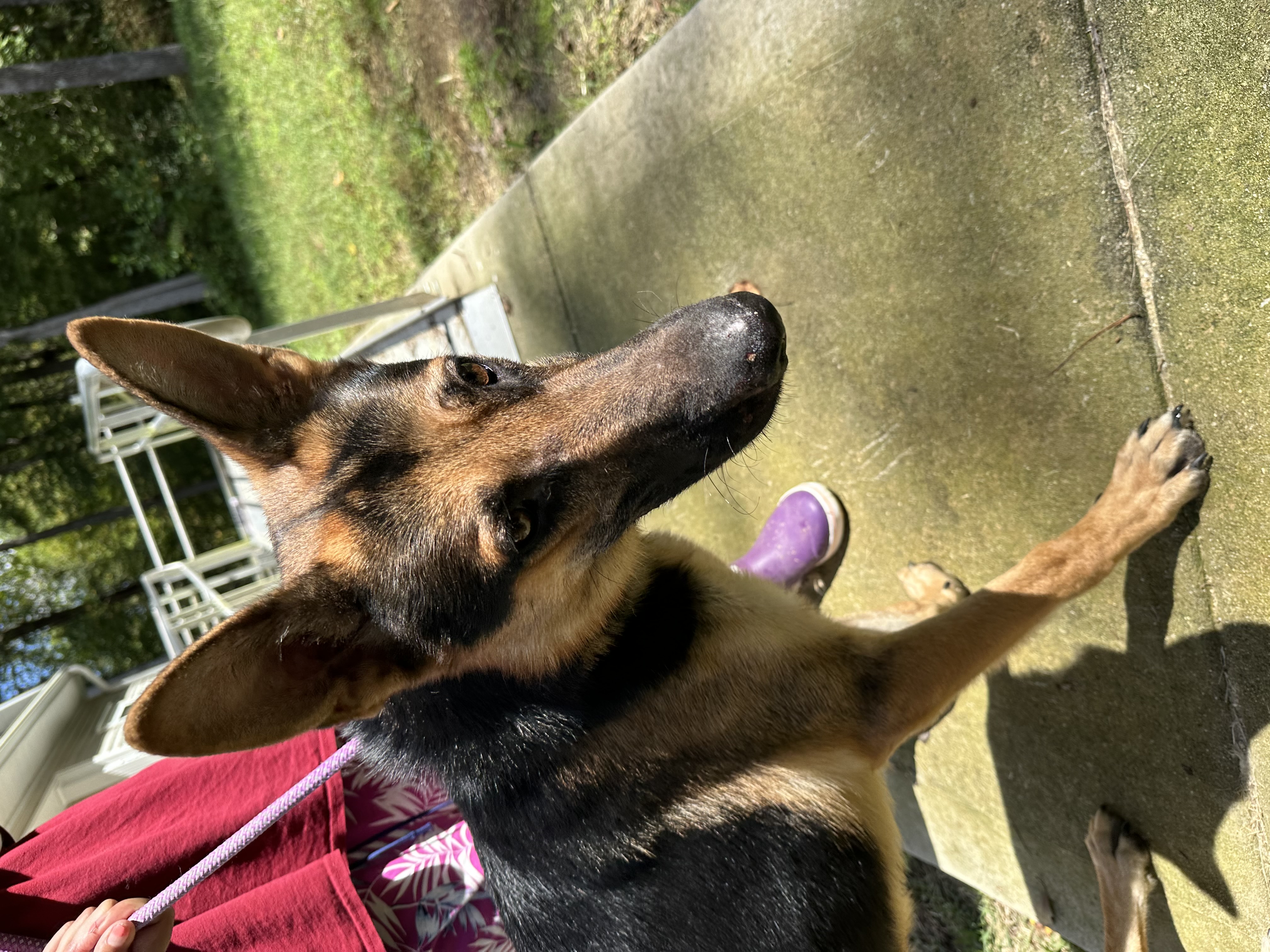 Enlarge Johnny- an affectionate family man!, a Adoptable mixed breed in Greensboro, NC image 3/4