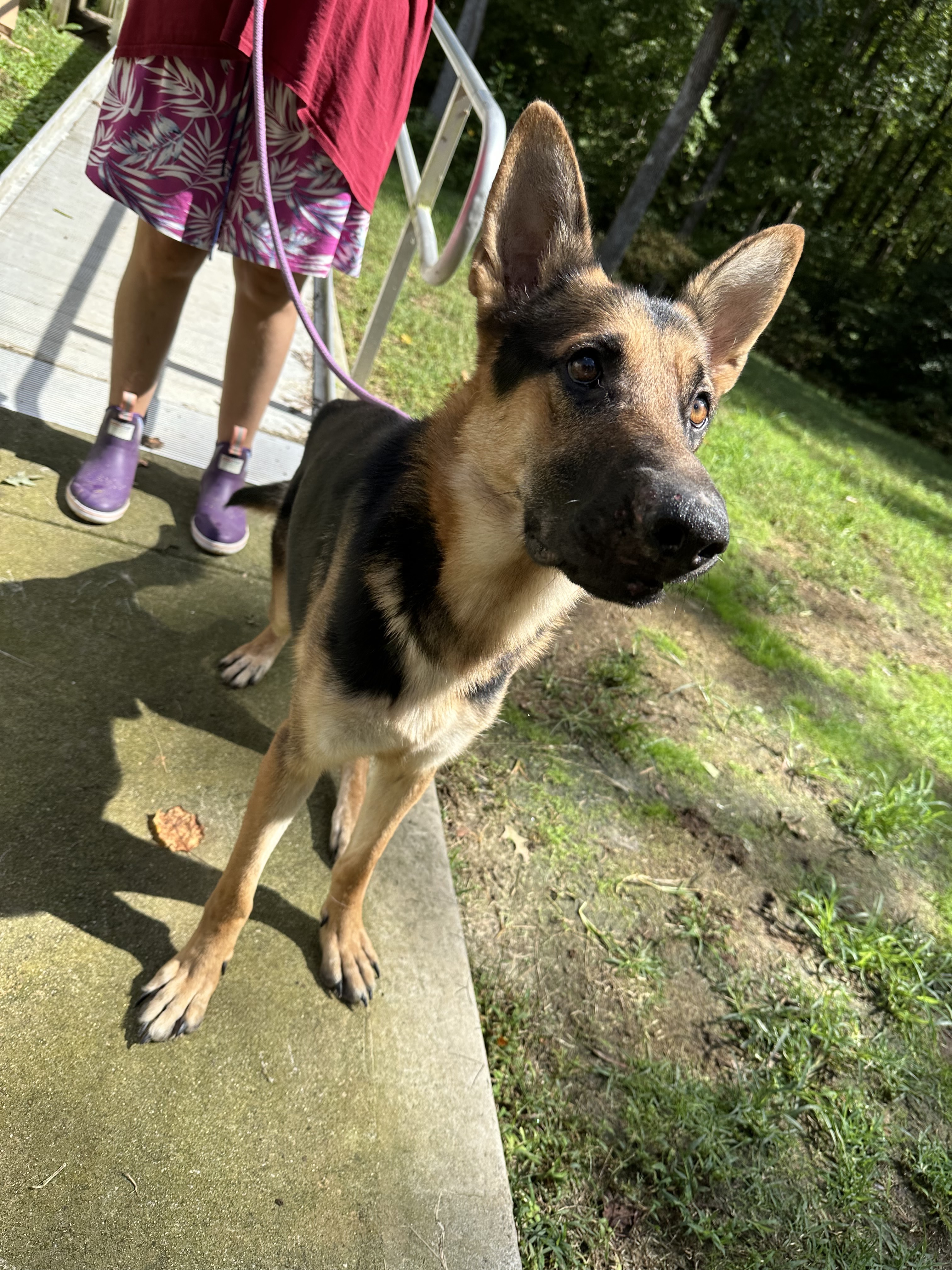 Enlarge Johnny- an affectionate family man!, a Adoptable mixed breed in Greensboro, NC image 4/4