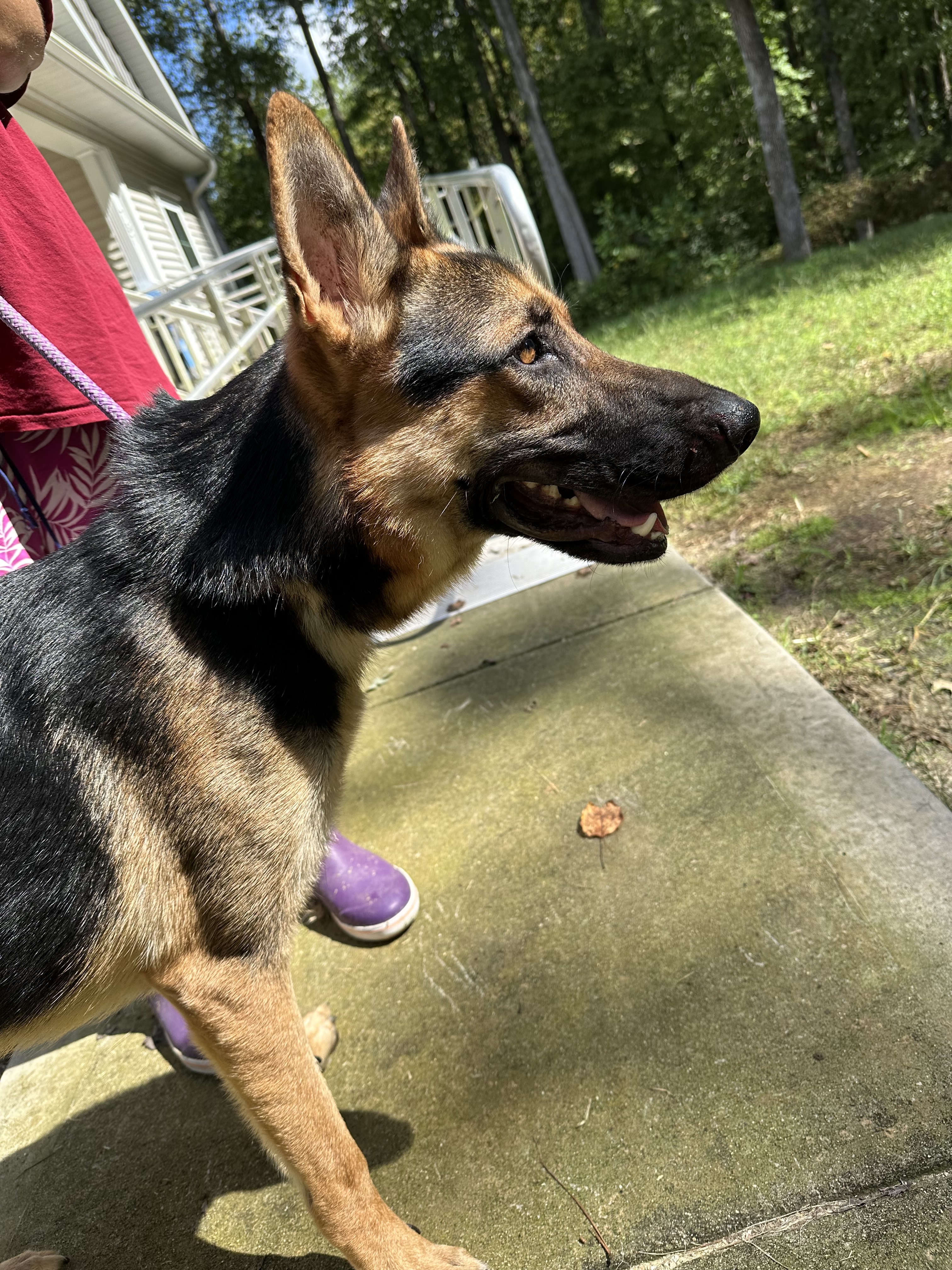 Enlarge Johnny- an affectionate family man!, a Adoptable mixed breed in Greensboro, NC image 1/4