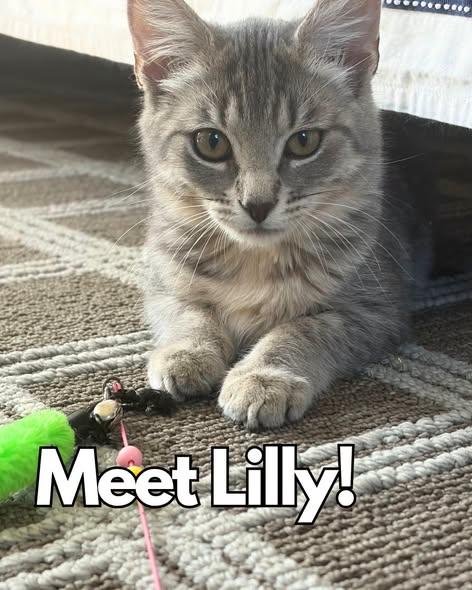Enlarge Lily, a Adoptable Domestic Medium Hair in Nantucket, MA image 1/1