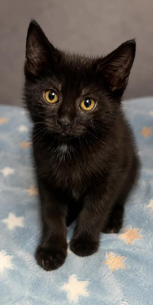 Nova, Adoptable, Kitten Female Domestic Short Hair.