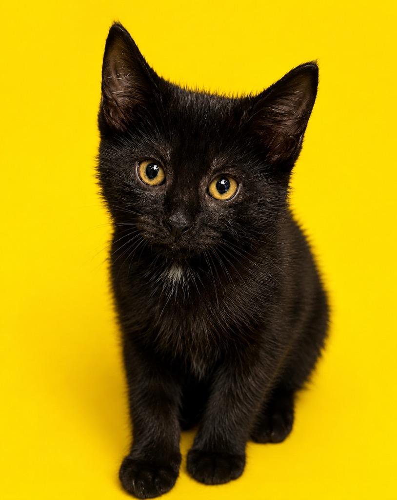 Enlarge Nova, a Adoptable mixed breed in Columbia, TN image 1/1