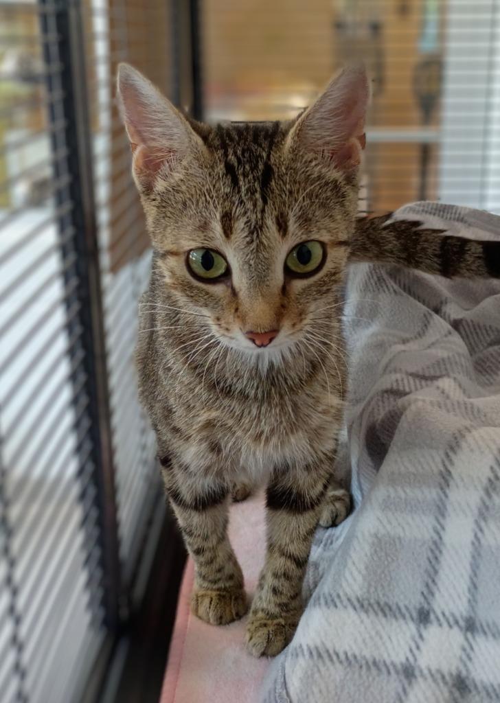 Enlarge Lacey, a Adoptable mixed breed in Hamilton, OH image 1/1